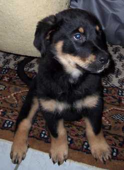 Rocky als Welpe