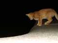 tiere-07200005-8.jpg